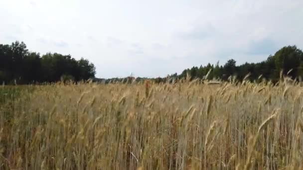 Panen ladang gandum — Stok Video