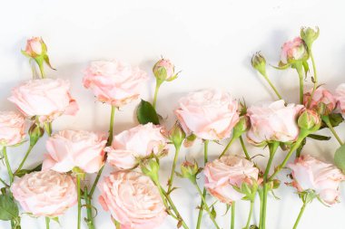Ranunculus düz konum