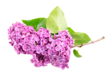 Taze leylak çiçekleri