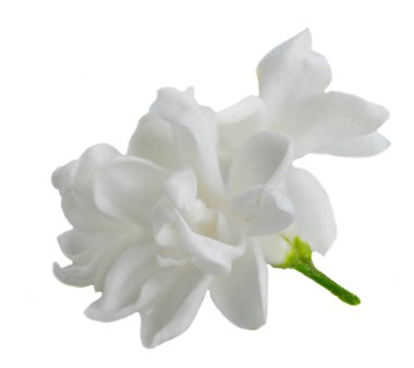 Taze leylak çiçekleri