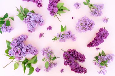 Taze leylak çiçekleri