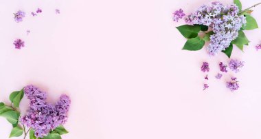 Taze leylak çiçekleri