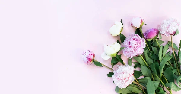 신선 한 해바라기 꽃 — 스톡 사진