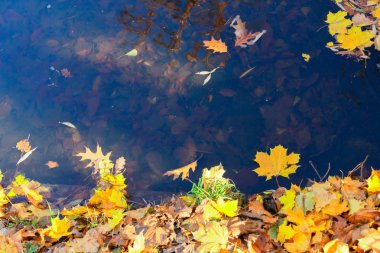 Sonbahar akçaağaç yaprakları