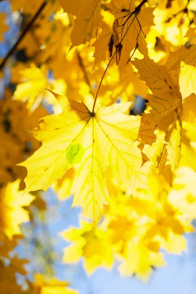 Fall maple leaves — Stock Photo, Image