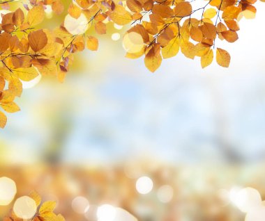 sonbahar yaprakları yeşil çim ile