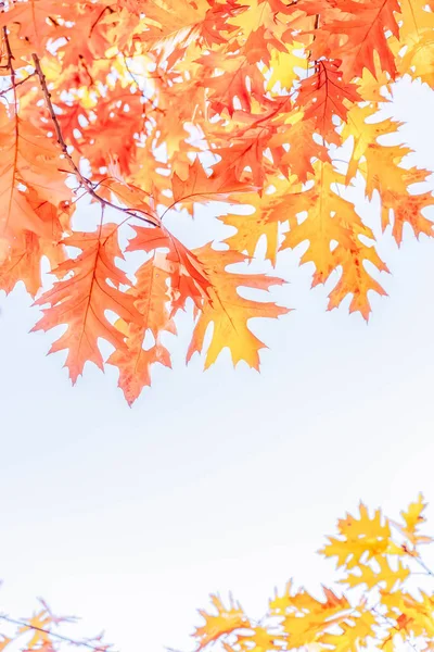 Sonbahar akçaağaç yaprakları — Stok fotoğraf