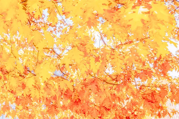 紅葉の秋 — ストック写真