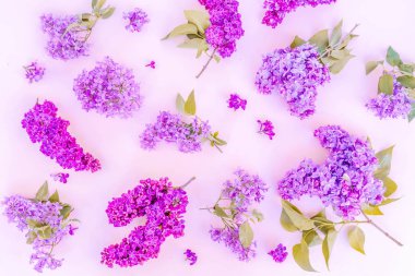 Taze leylak çiçekleri