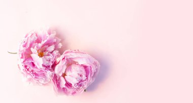 Taze şakayık çiçekleri