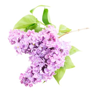 Taze leylak çiçekleri