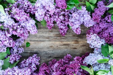 Taze leylak çiçekleri