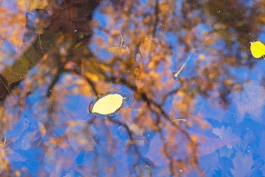 Sonbahar akçaağaç yaprakları