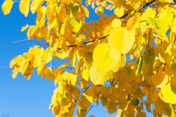 Fall maple leaves — Stock Photo, Image