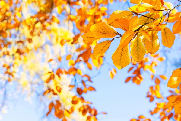 Fall maple leaves — Stock Photo, Image