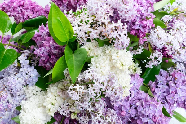 Čerstvé šeříkové květy — Stock fotografie