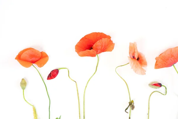 Rode papaver bloemen — Stockfoto