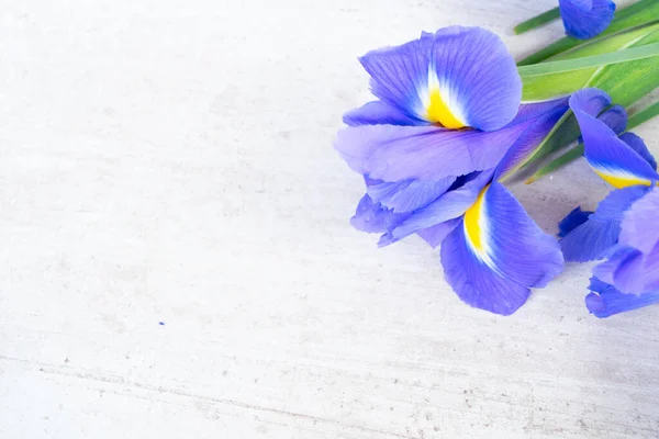 Fiori di iris freschi — Foto Stock