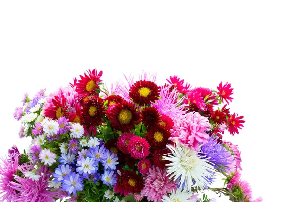 Girasoles sobre blanco — Foto de Stock