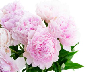 Taze şakayık çiçekleri