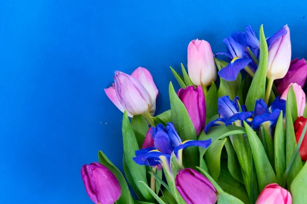 Růžové a fialové tulipány květiny — Stock fotografie