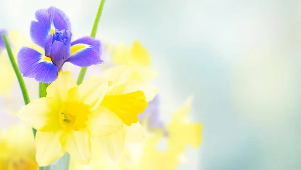 Bukett av påsklilja och iris blommor — Stockfoto
