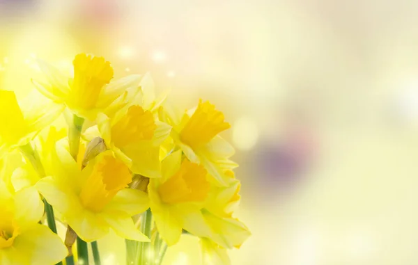 Kytice narcisů květiny — Stock fotografie