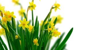 Sarı nergis çiçekleri