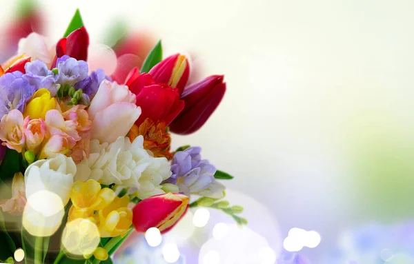 Tulipanes frescos flores —  Fotos de Stock