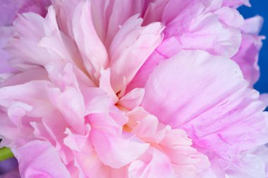 Taze şakayık çiçekleri