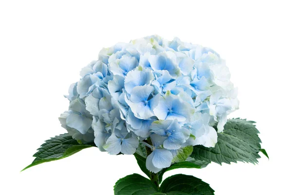 Ortanca mavi çiçekleri — Stok fotoğraf