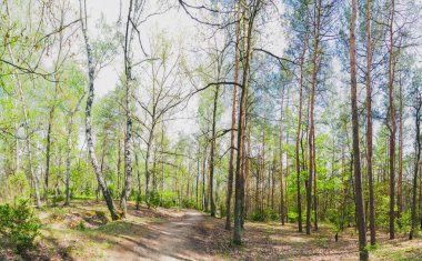 Bahar ormanı geçmişi
