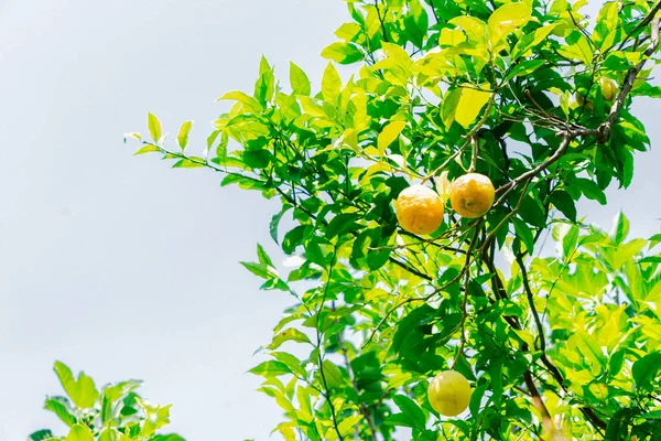 Citron trädgård Sorrento — Stockfoto