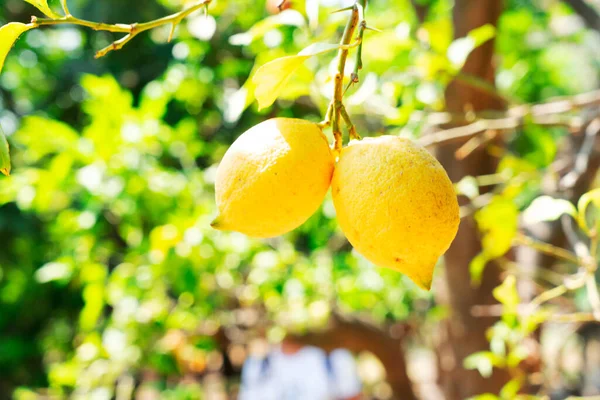 소렌토의 레몬 정원 — 스톡 사진