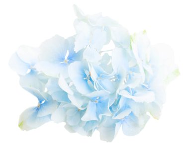 Ortanca mavi çiçekleri