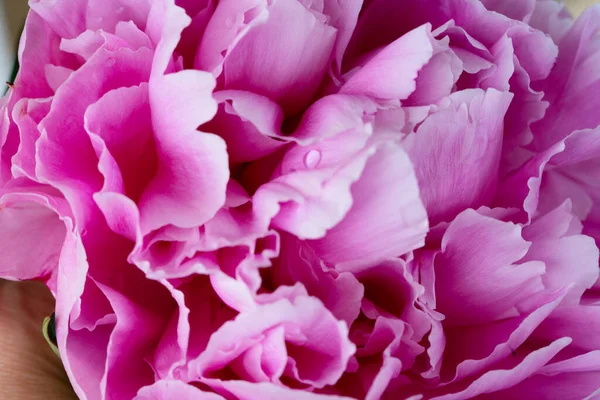 Fresh peony flowers — Stock Photo, Image