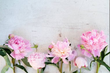 Taze şakayık çiçekleri