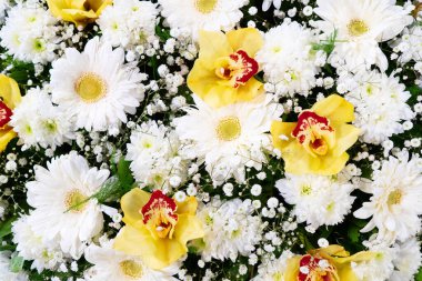 Çiçeklerin düz konumu