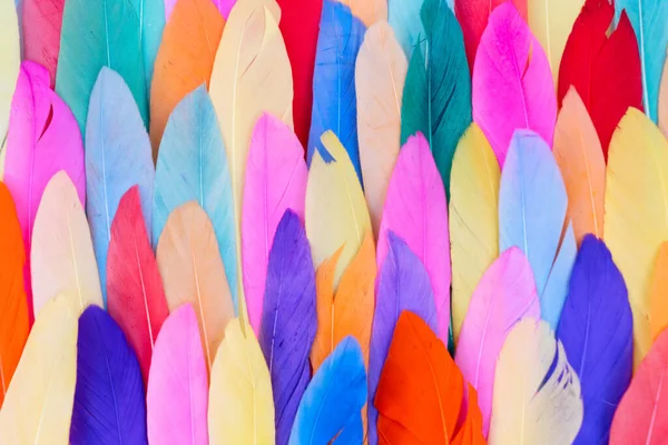 Colorful pattern made of feathers. — Stock Photo, Image