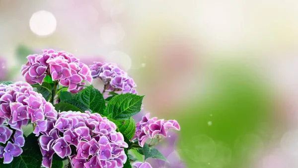 Flor de hortenzia violeta — Fotografia de Stock
