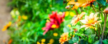 Bahçedeki çiçekler