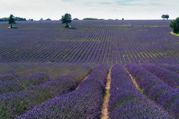 Campo de lavanda no verão — Fotografia de Stock