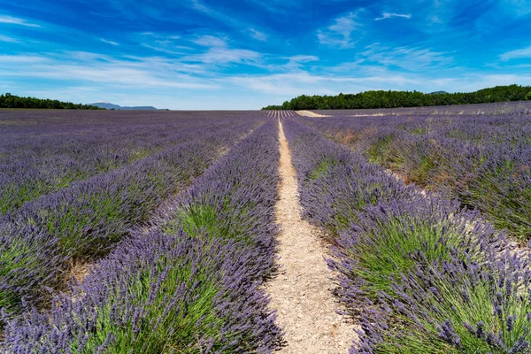 Lavendelfält på sommaren — Stockfoto