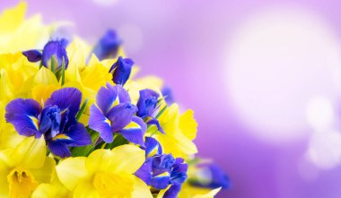 Nergis çiçeği ve nergis çiçeği buketi