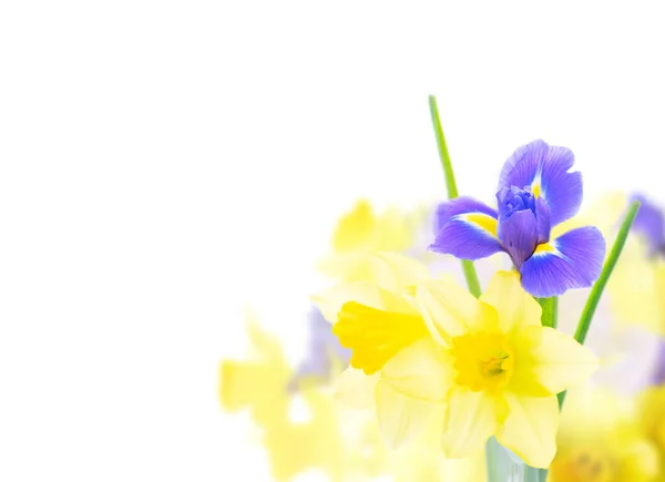 Bouquet of daffodil and iris flowers — Stock Photo, Image