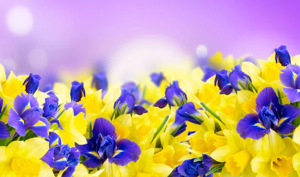 Bouquet di narcisi e fiori di iris — Foto Stock