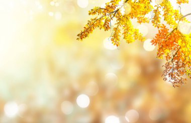 Titrek sonbahar yaprakları