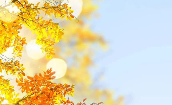 Lebendiges Herbstlaub — Stockfoto