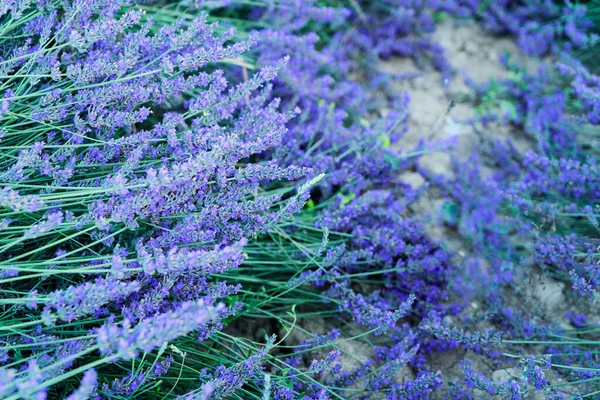 Campo de lavanda no verão — Fotografia de Stock