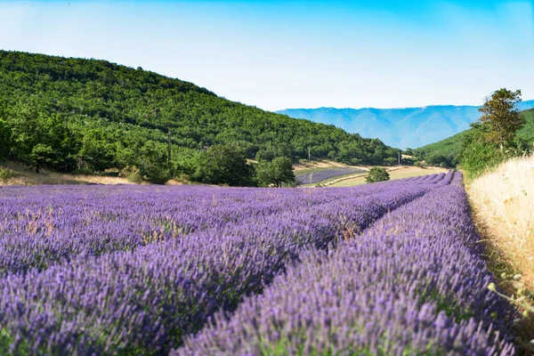 Yazın lavanta tarlası — Stok fotoğraf